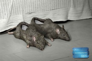 ratslippers