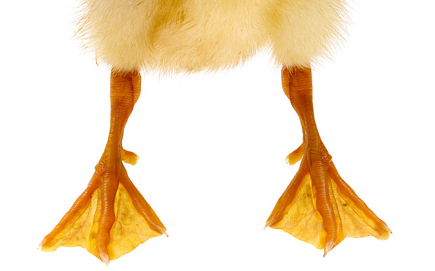 duck-feet_3547857b