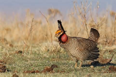 lesserprairiechicken