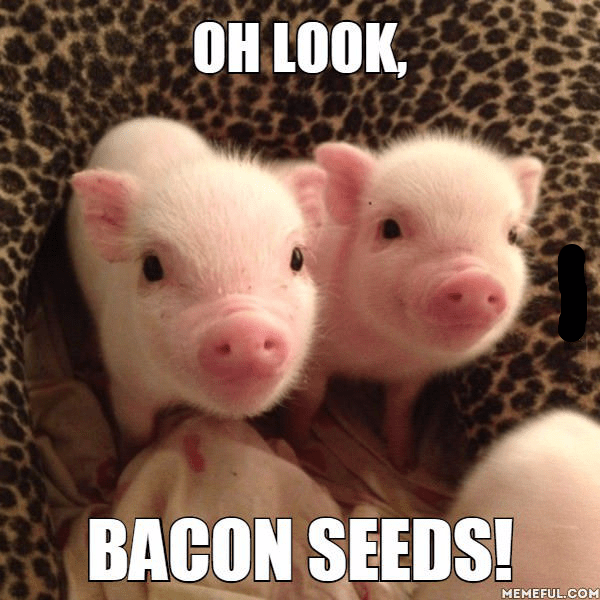 BaconSeeds