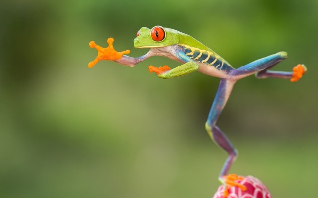 frog-jump_2794011k