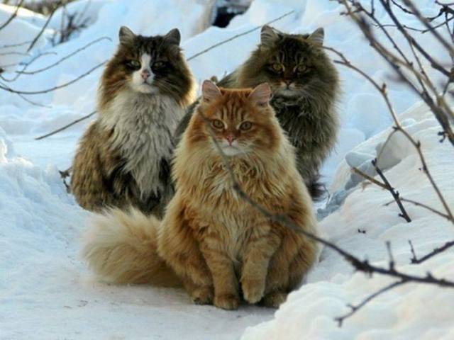 norwegianforestcats