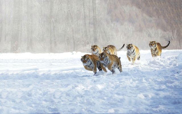 tigers_animals_cats_snow_winter_hd-wallpaper-1585228