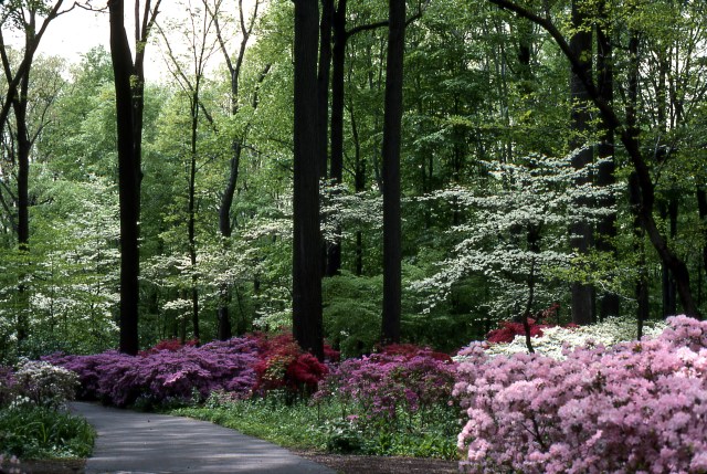 azalea-woods-azaleas-dogwoods