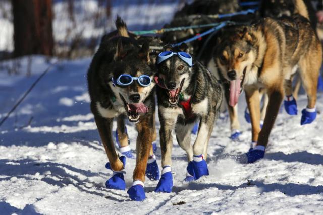 Cody Strathe's team leaves the restart of the Iditarod Trail Sled Dog Race in Willow, Alaska. REUTERS/Nathaniel Wilder