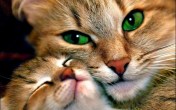 love cats animals green eyes kittens adorable 2560x1600 wallpaper_wallpaperbeautiful_30