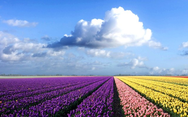 tulipfields
