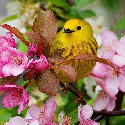 yellowwarbler