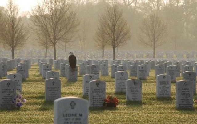 eagle-in-cemetery