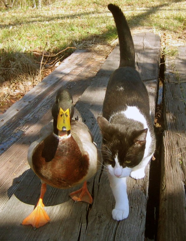 duckandcatfriends