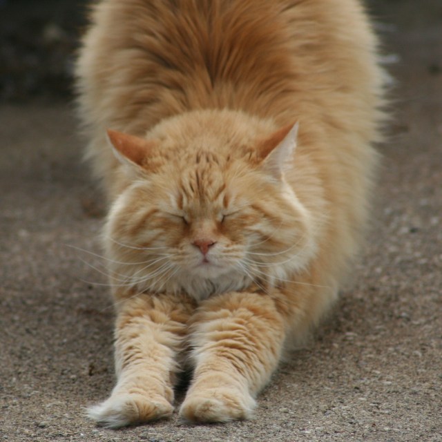catstretch