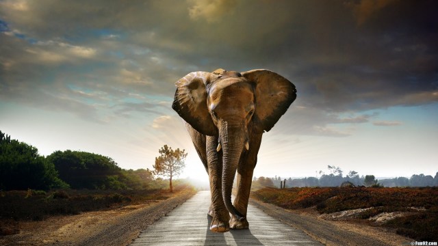elephant-wallpaper