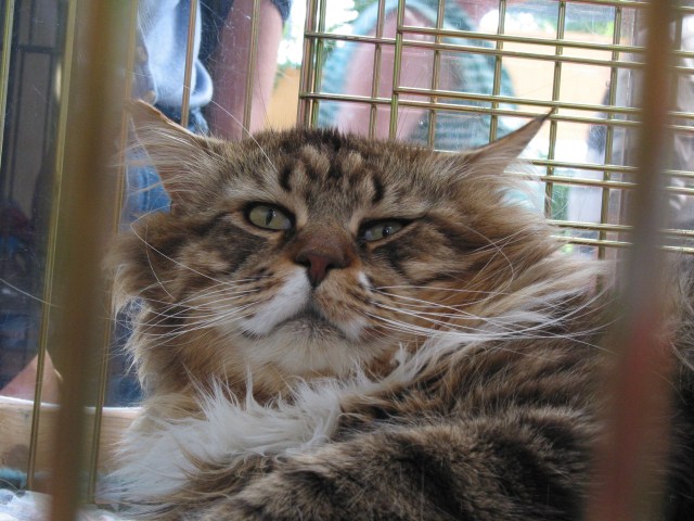 Main_coon_cat