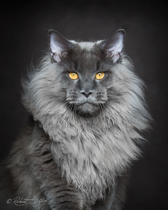 maine-coon-cat-photography-robert-sijka