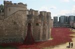 poppies-at-tower-of-london-copy