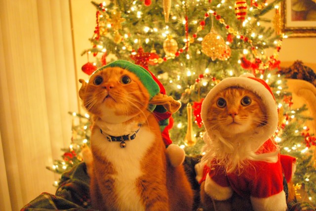 christmas-cats