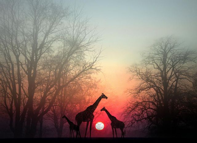 giraffesatdusk